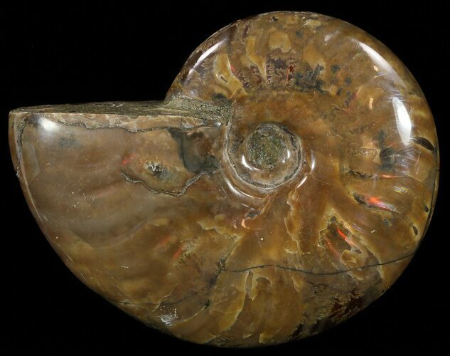 Flashy Red Iridescent Ammonite - Wide #52323